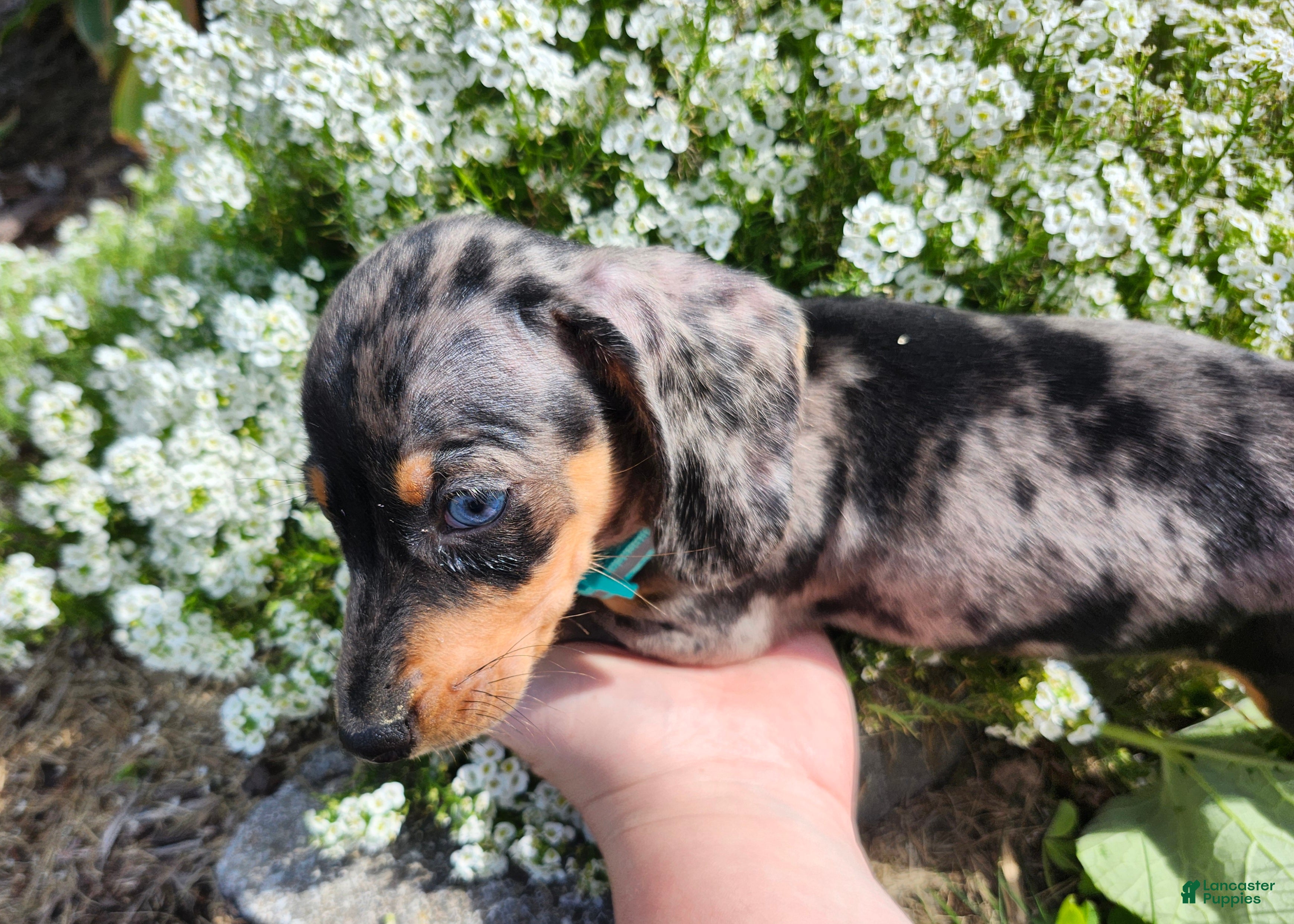 Miniature Dachshund dogs Sterling  - Ad 1