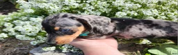 Miniature Dachshund dogs for sale: Sterling  - Ad 1