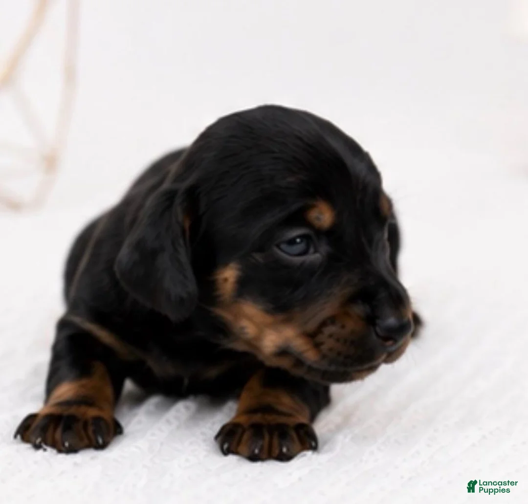 Miniature Dachshund dogs for sale: Peach - Ad 2