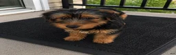 Yorkshire Terrier dogs for sale: Amiri - Ad 3