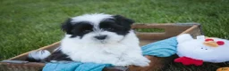 Havanese dogs for sale: Ivan Havanese Puppy  - Ad 4