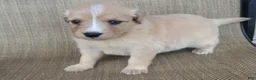 Australian Shepherd dogs for sale: Goldie - Ad 3