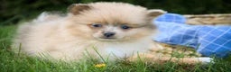 Pomeranian dogs for sale: Berlioz Pomeranian  - Ad 3