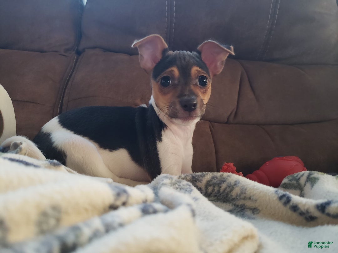 Rat Terrier dogs for sale: Molly *updated photos* - Ad 4