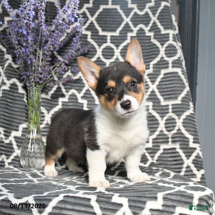 Welsh Corgi Pembroke dogs Cowboy - Ad 1