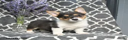 Welsh Corgi Pembroke dogs for sale: Cowboy - Ad 1