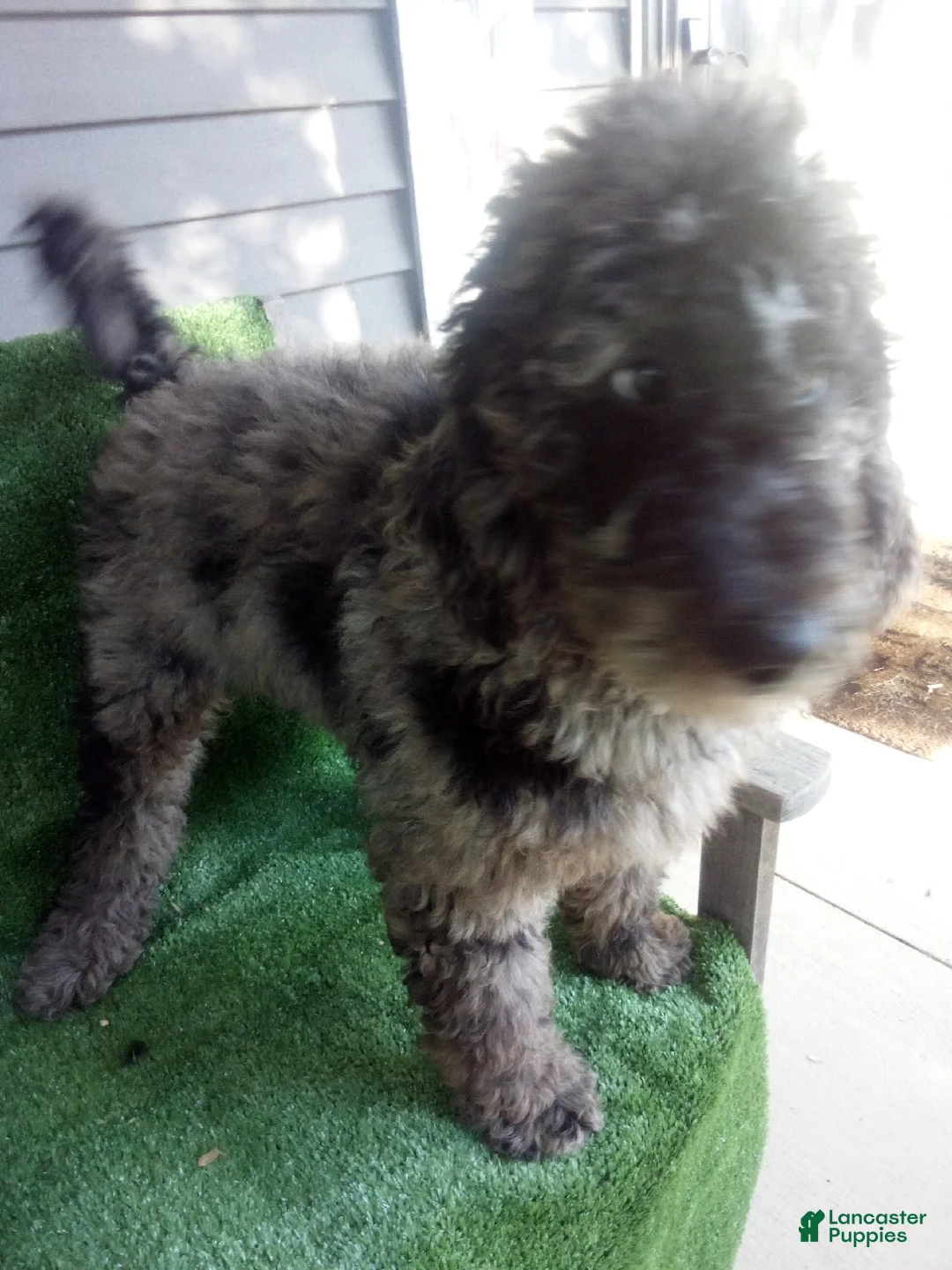 Goldendoodle dogs for sale: A J F1B - Ad 1