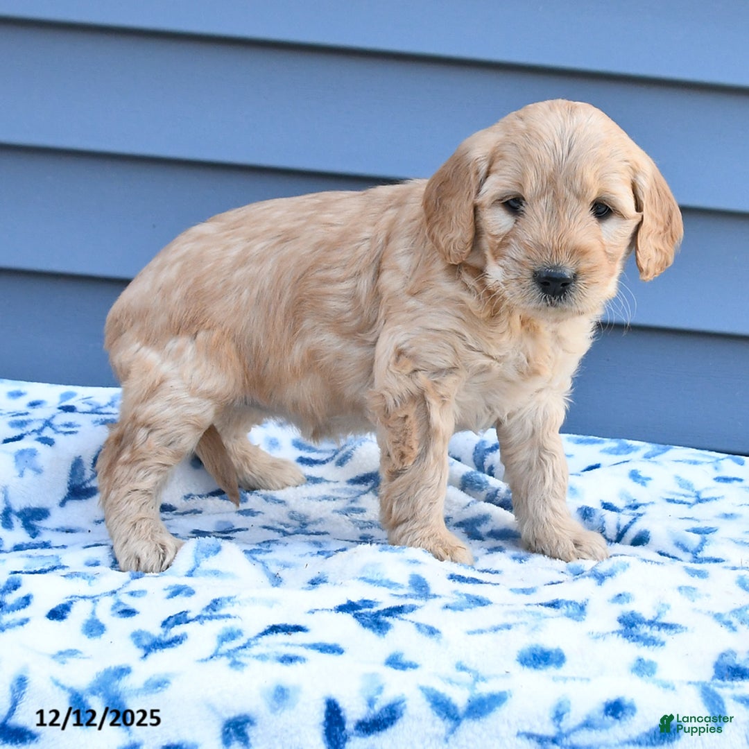 Goldendoodle dogs for sale: Blossom - Ad 4