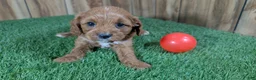 Cavapoo dogs for sale: Harlow Girl 1 - Ad 2