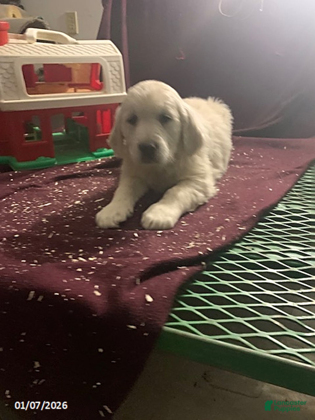 Golden Retriever dogs for sale: Matthew - Ad 3