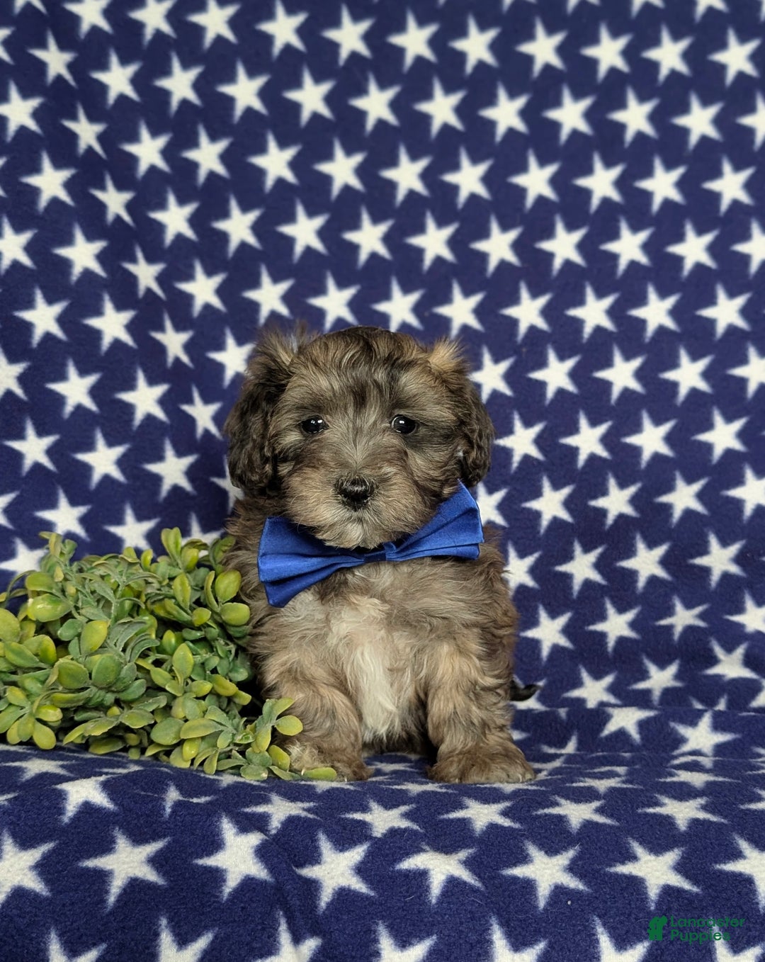 Maltipoo dogs for sale: Carl - Ad 2