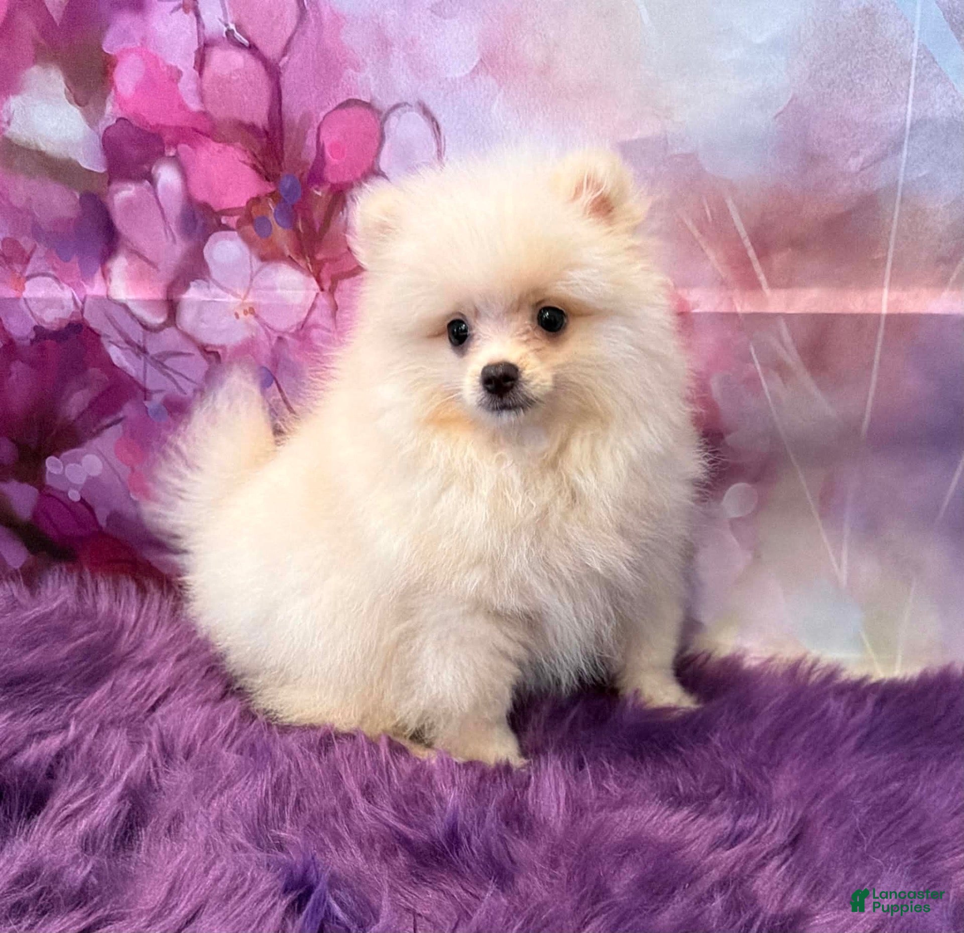 Pomeranian dogs for sale: Joey - Ad 40