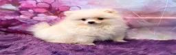 Pomeranian dogs for sale: Joey - Ad 1