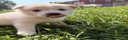 Shiba Inu dogs for sale: Koda - Ad 10