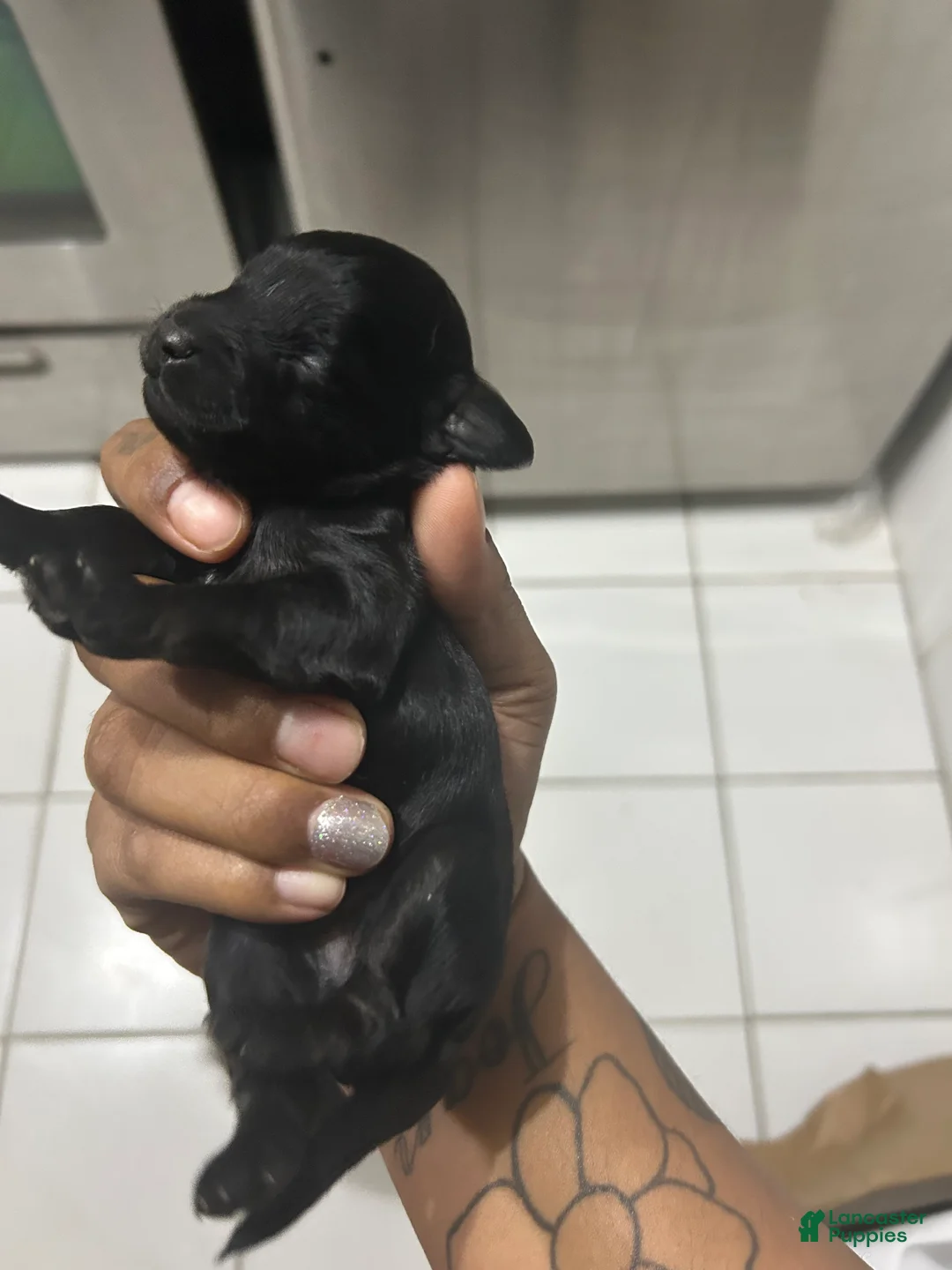 Cavapoo dogs for sale: Cavapoo Puppy 1 - Ad 2