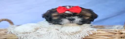 Shih Tzu dogs for sale: ROSCOE - Ad 3