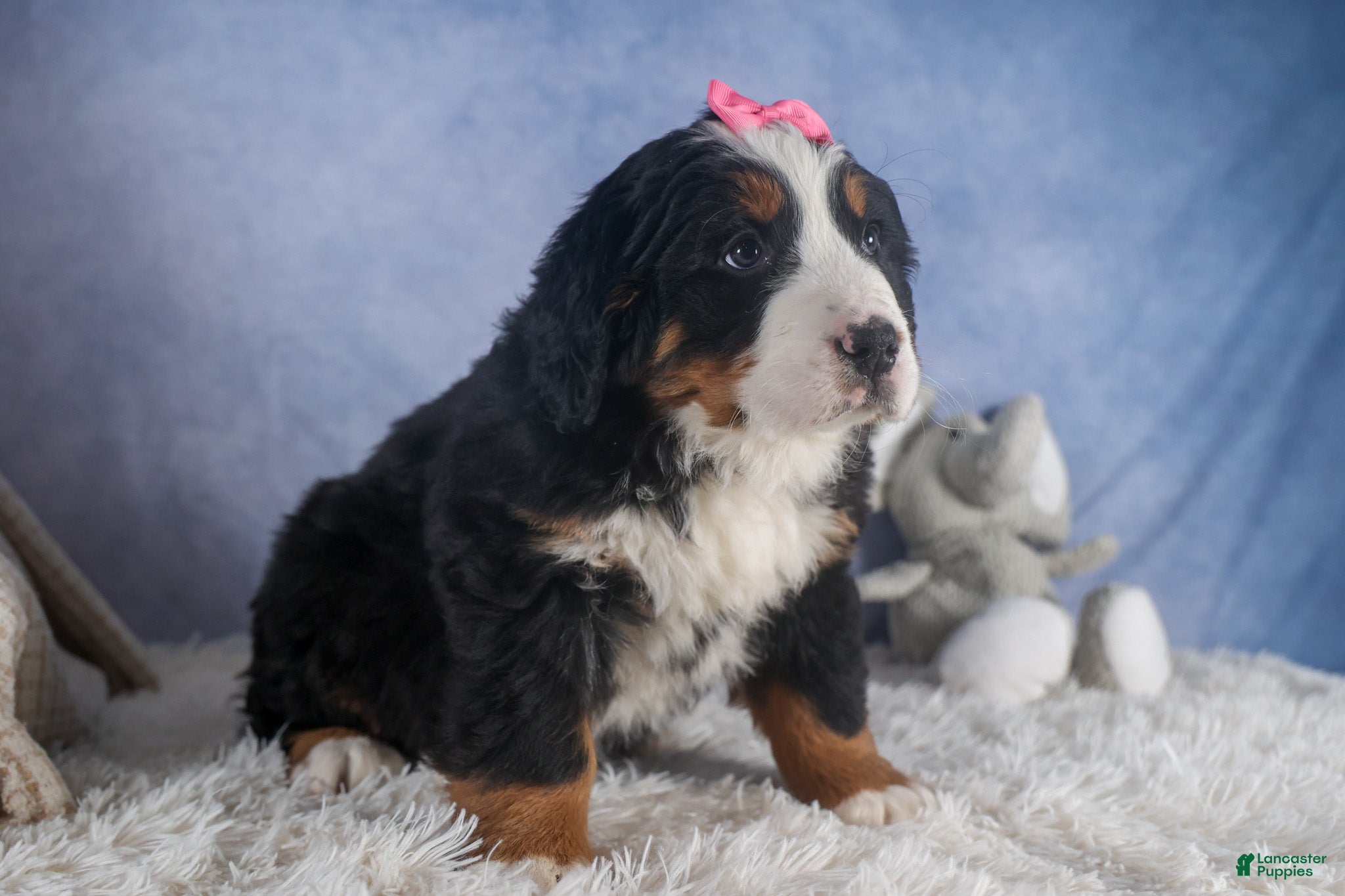 Bernese Mountain Dog dogs HANNAH - Ad 2