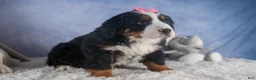 Bernese Mountain Dog dogs for sale: HANNAH - Ad 1