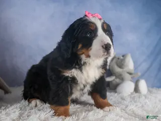 Bernese Mountain Dog dogs HANNAH - Ad 2