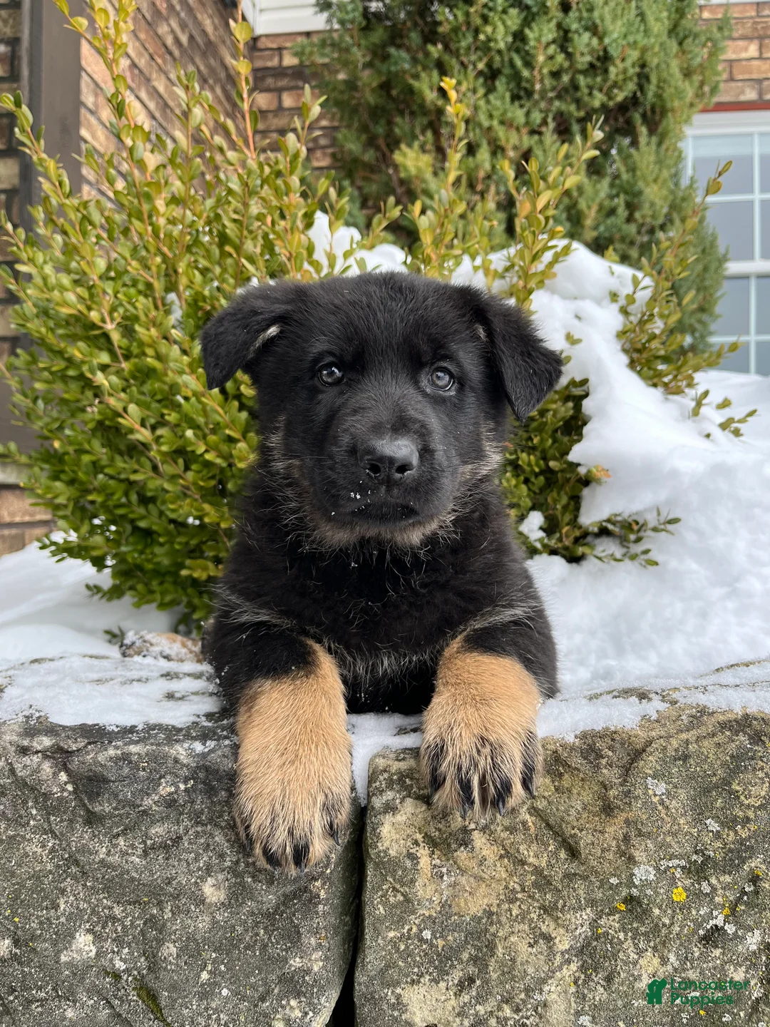 German Shepherd dogs for sale: Mavis - Ad 1