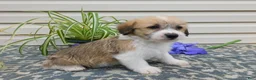 Corgipoo dogs for sale: Lacey  - Ad 5