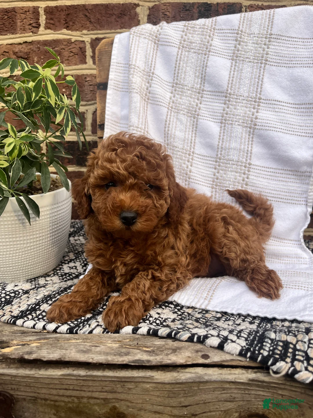 Mini Goldendoodle dogs for sale: Chloe - Ad 2