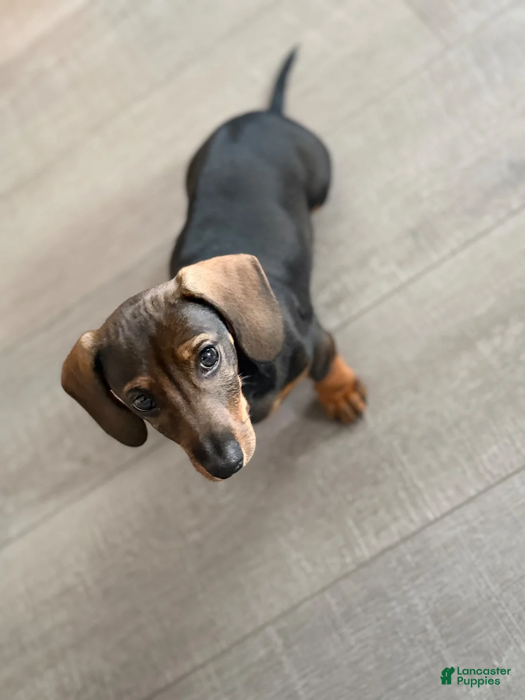 Dachshund dogs for sale: Dachshund 1 - Ad 4