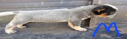 Australian Cattle Dog dogs for sale: Australian Cattle Dog 1 - Ad 7
