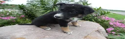 German Shepherd dogs for sale: German Shepherd Georgia 2 - Ad 3