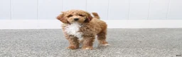 Mini Goldendoodle dogs for sale: Skye - Ad 6