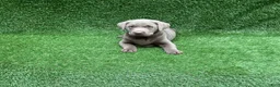 Labrador Retriever dogs for sale: Chloe - Ad 2