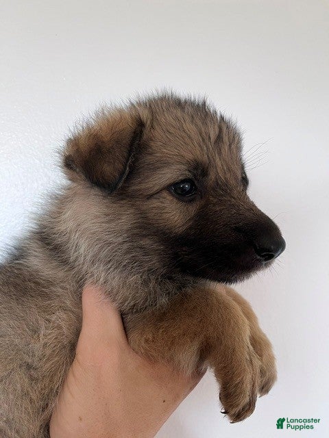 German Shepherd dogs Tan Sable - Ad 29