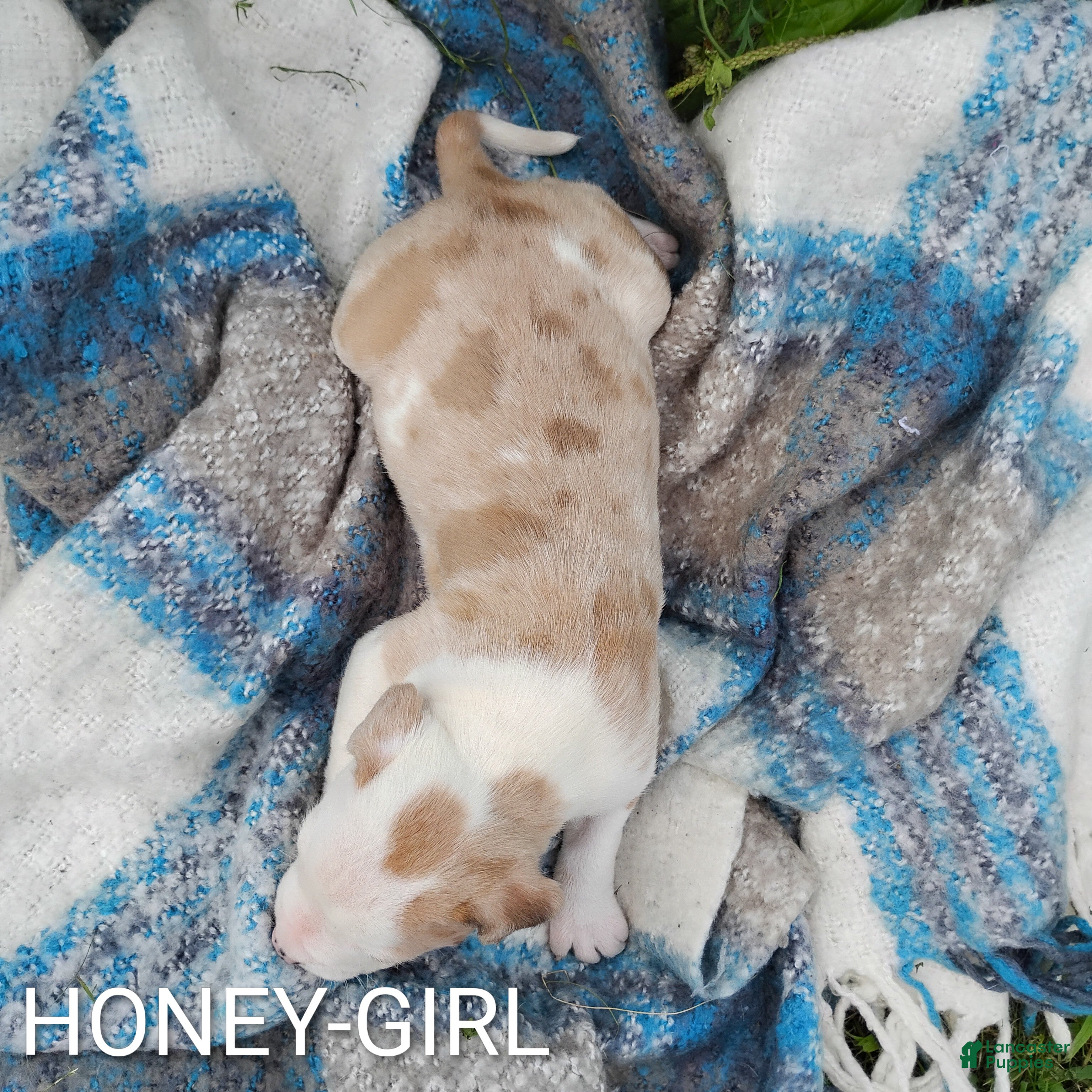 American Pit Bull Terrier dogs HONEY - Ad 2