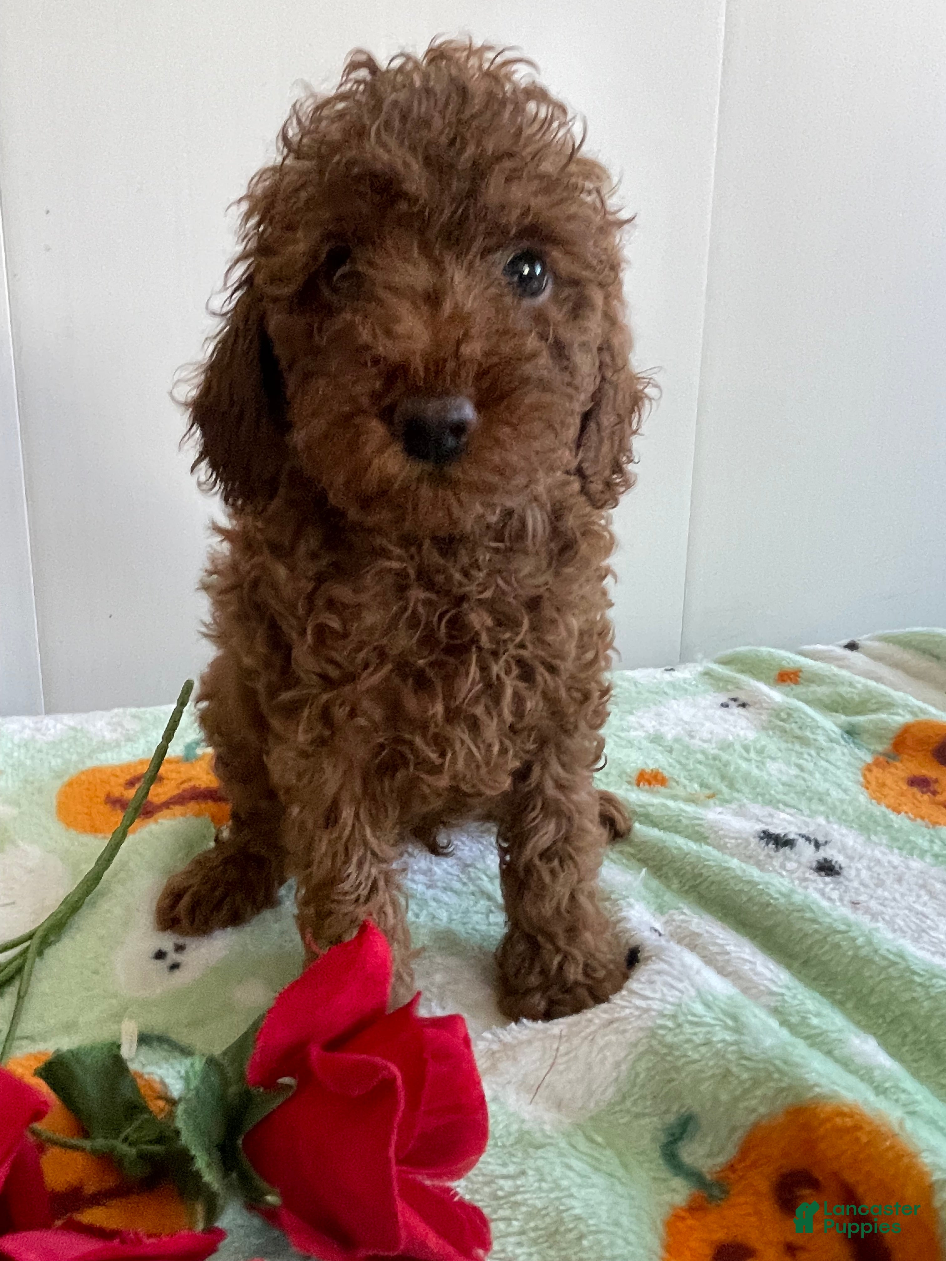 Miniature Poodle dogs Zack - Ad 2