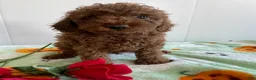 Miniature Poodle dogs for sale: Zack - Ad 2