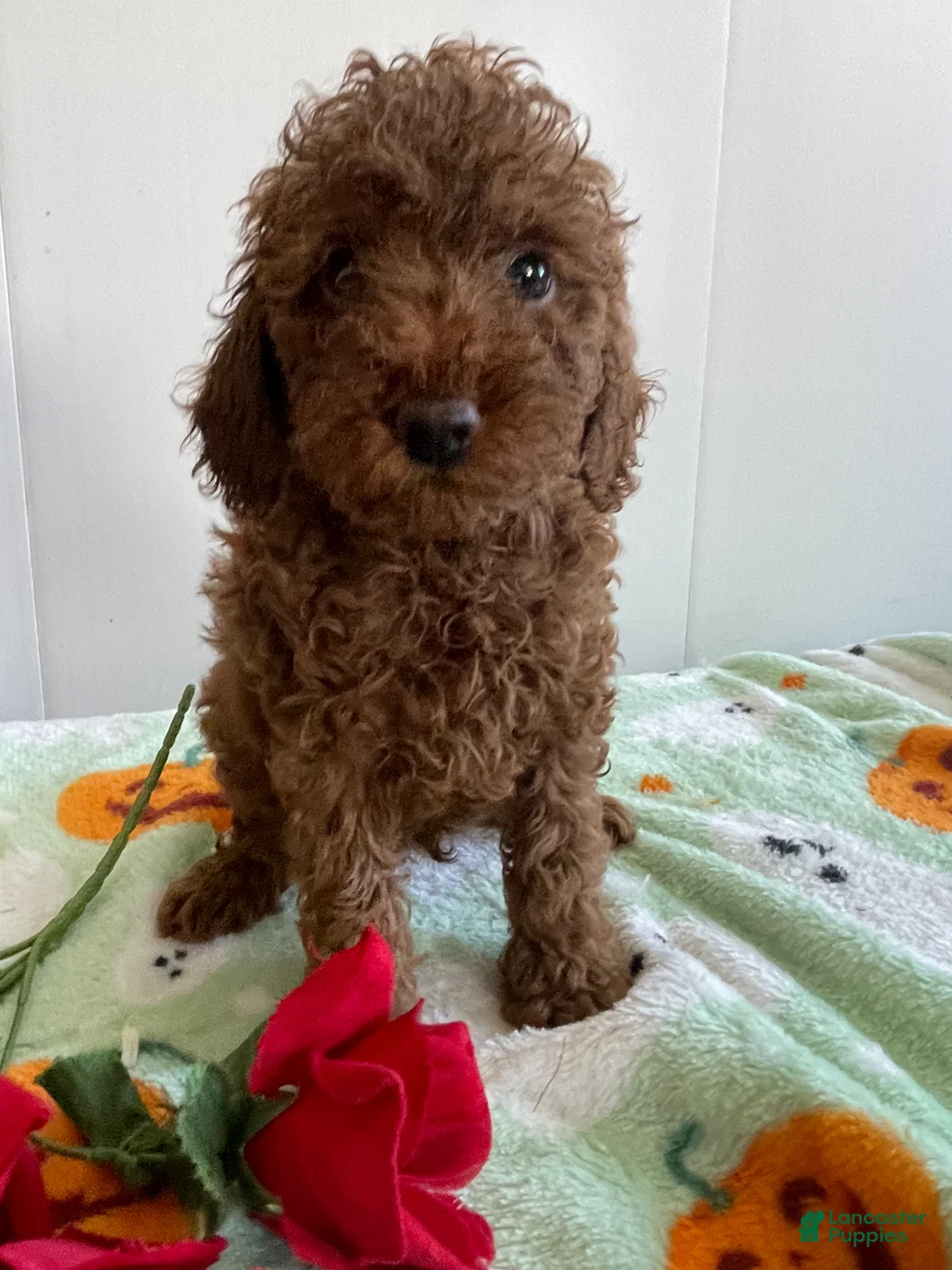 Miniature Poodle dogs for sale: Zack - Ad 2