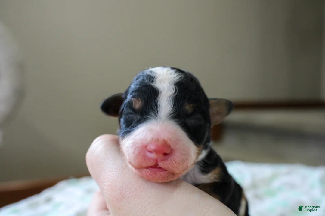 Mini Bernedoodle dogs for sale: Rocky  - Ad 1