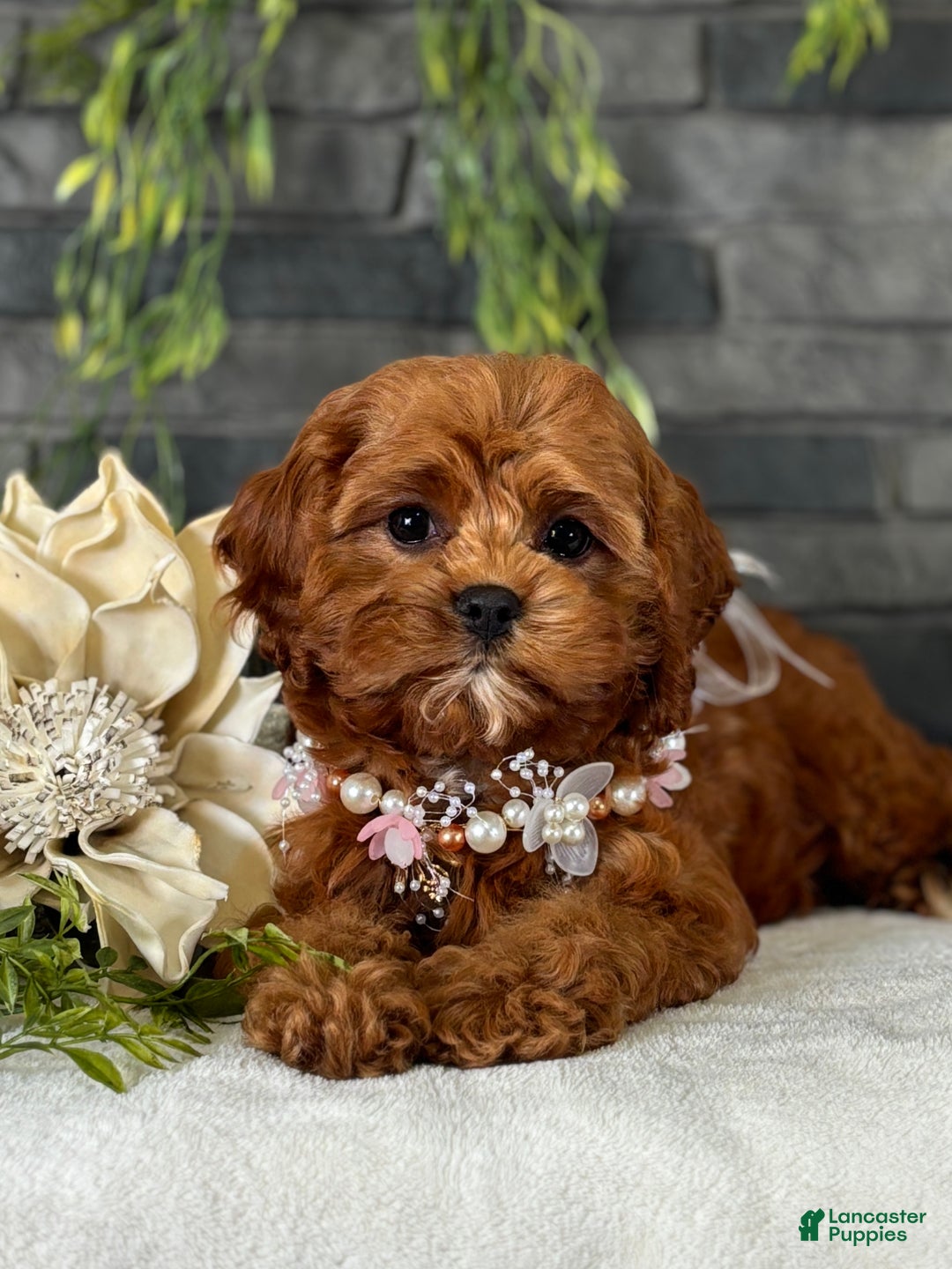 Cavapoo dogs for sale: Fifi - Ad 10