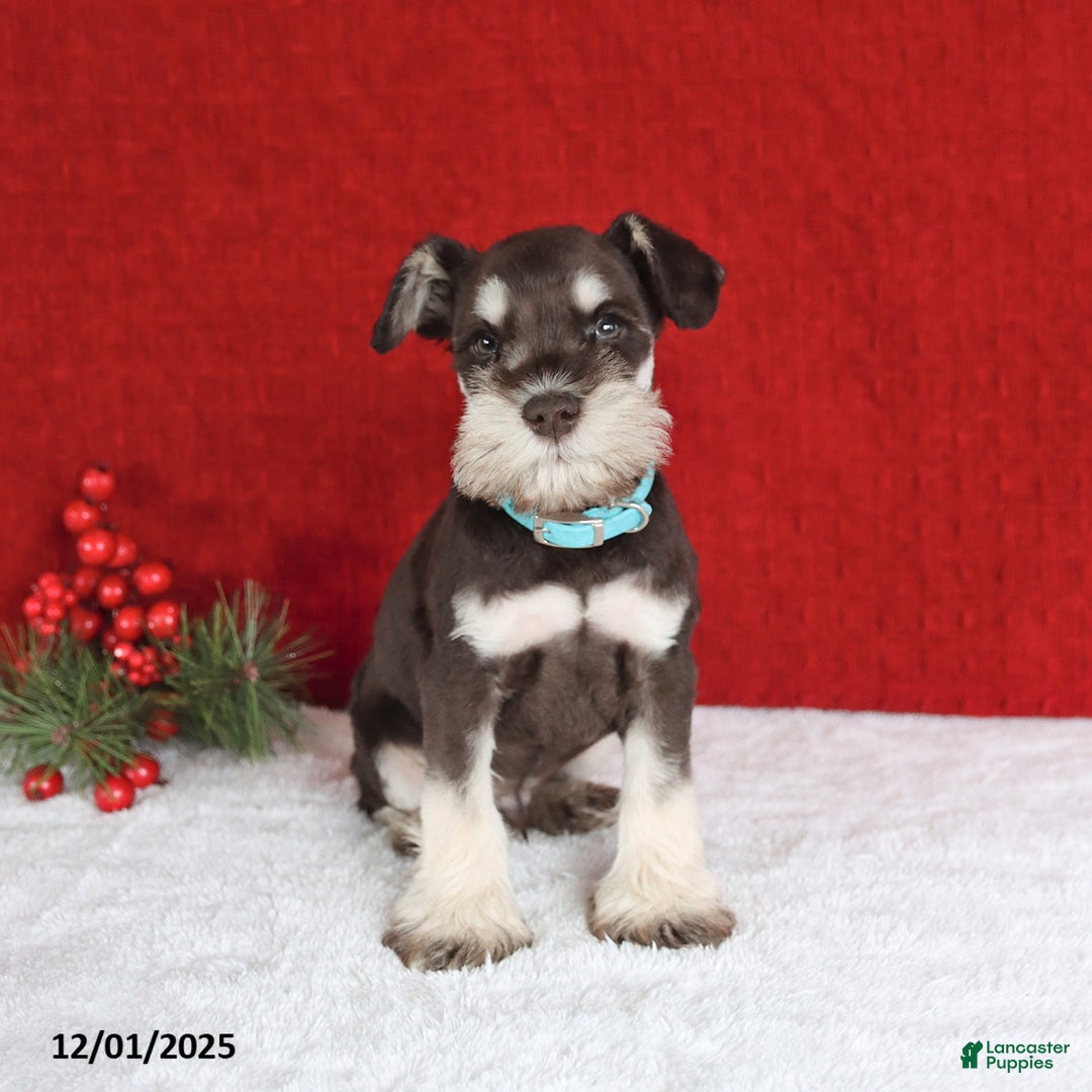 Miniature Schnauzer dogs for sale: Buster - Ad 2