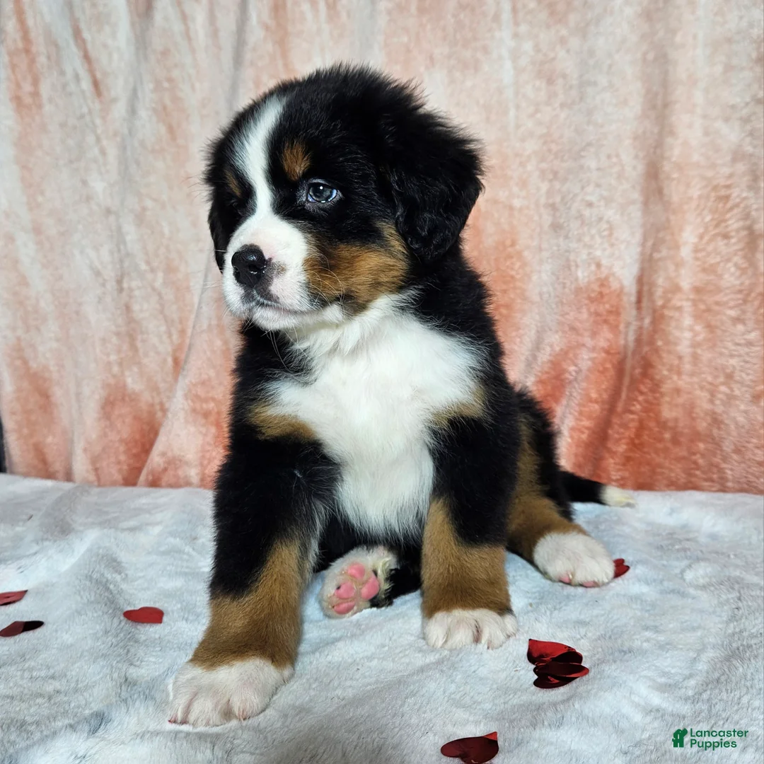 Bernese Mountain Dog dogs for sale: Archie - Ad 3