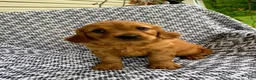 Miniature Golden Retriever dogs for sale: Max - Ad 6