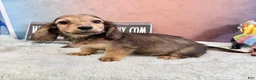 Miniature Dachshund dogs for sale: Shaded cream boy - Ad 5