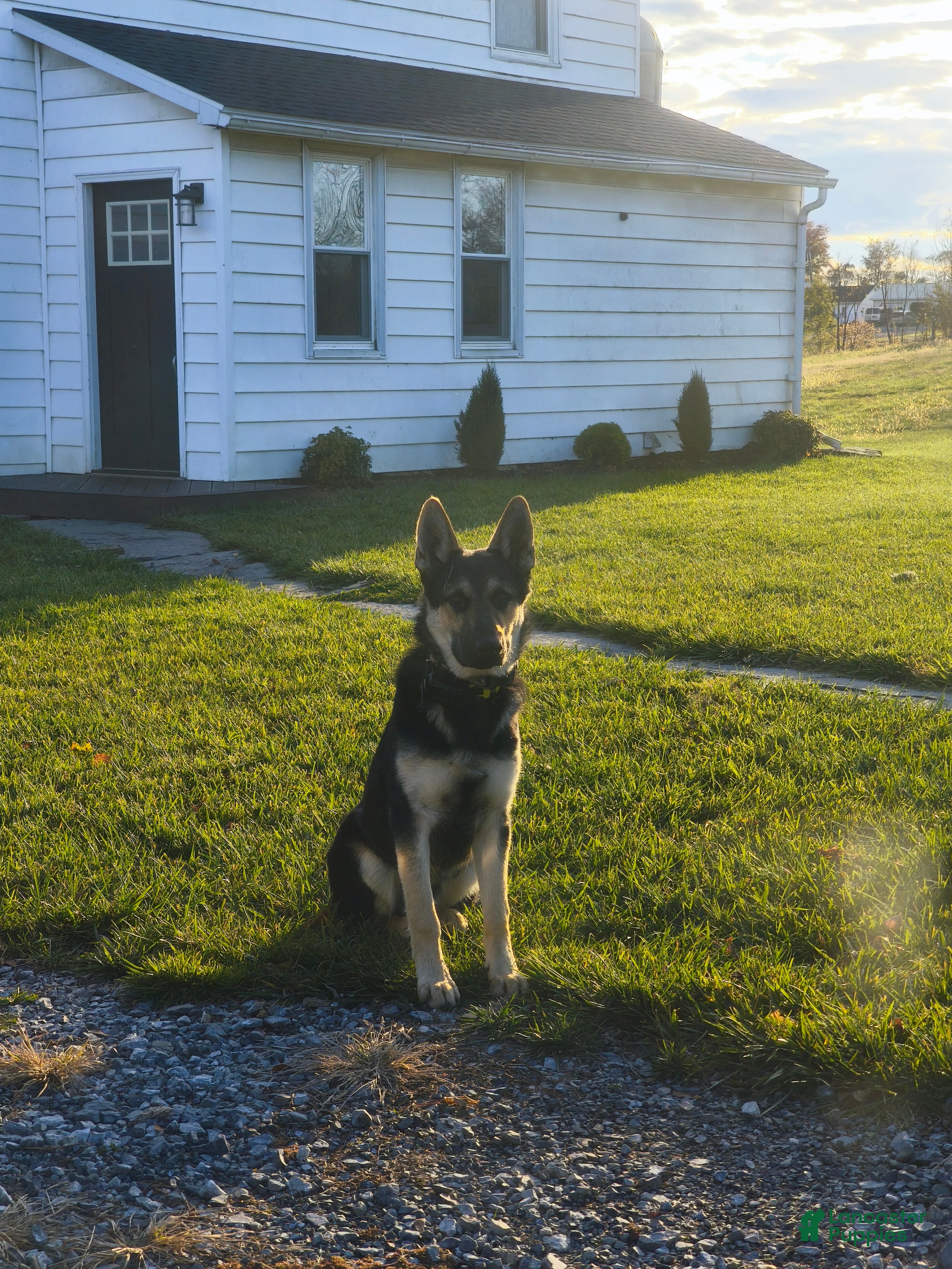 Mixed Breed dogs Mixed Breed Puppy 1 - Ad 17