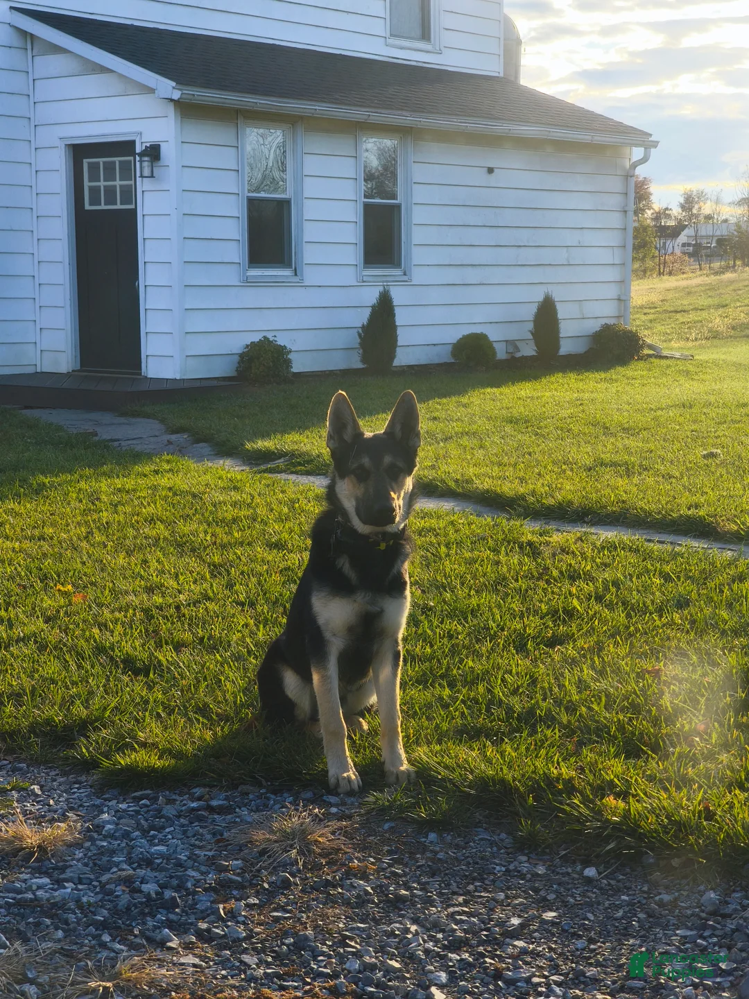 Mixed Breed dogs for sale: Mixed Breed Puppy 1 - Ad 1