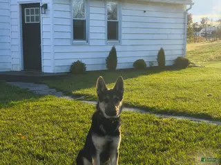 Mixed Breed dogs Mixed Breed Puppy 1 - Ad 17