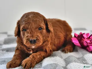 Mini Goldendoodle dogs Bagel - Ad 12