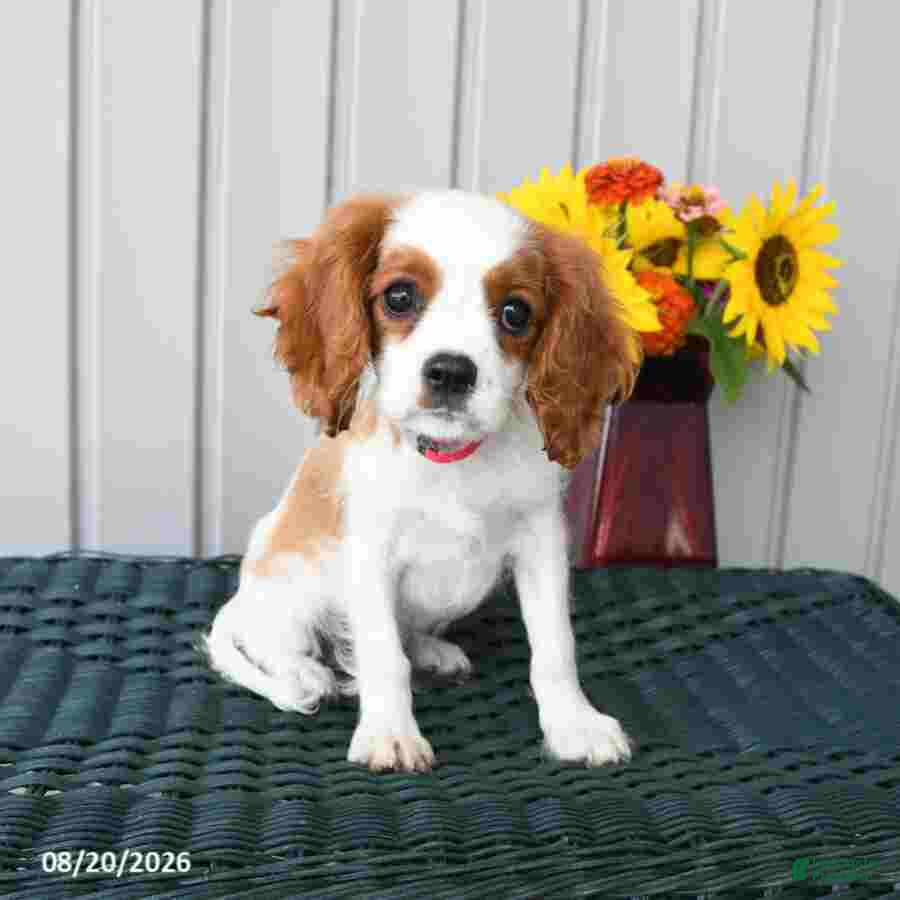 Cavalier King Charles Spaniel dogs Winston - Ad 1