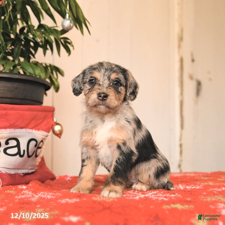 Jackapoo dogs Carol  - Ad 15