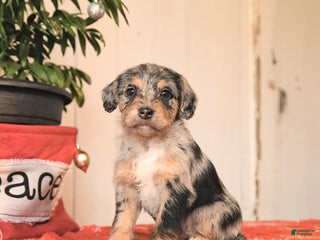 Jackapoo dogs Carol - Ad 18