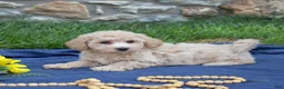 Bichpoo dogs for sale: Putter - Ad 4